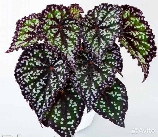 Бегония Сказка