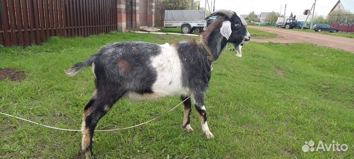 Англо нубийский козел