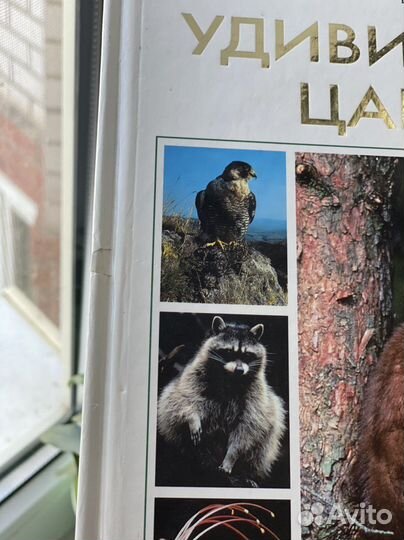 Удивительное царство из серии Мир дикой природы