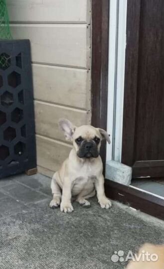 Французский бульдог щенки