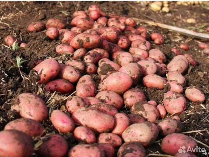 Семенной картофель