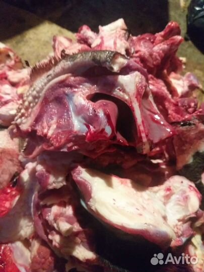 Кормление собак субпродуктами