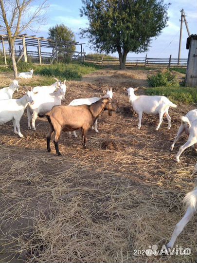 Козы на мясо