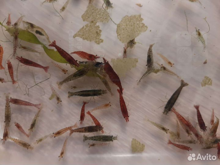 Аквариумные креветки