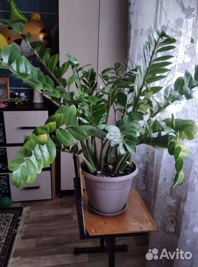 Замиокулькас