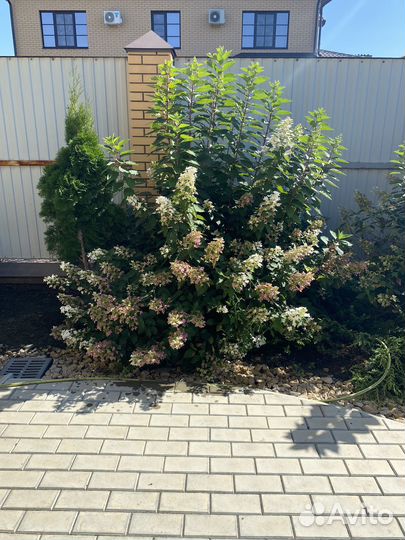 Гортензия метельчатая