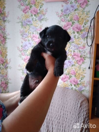 Щенок в добрые руки маленькой собаки