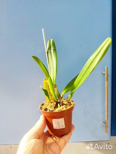 Орхидея. Каттлея Cattleya Leda