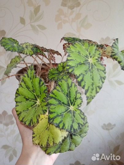 Бегония тигровая