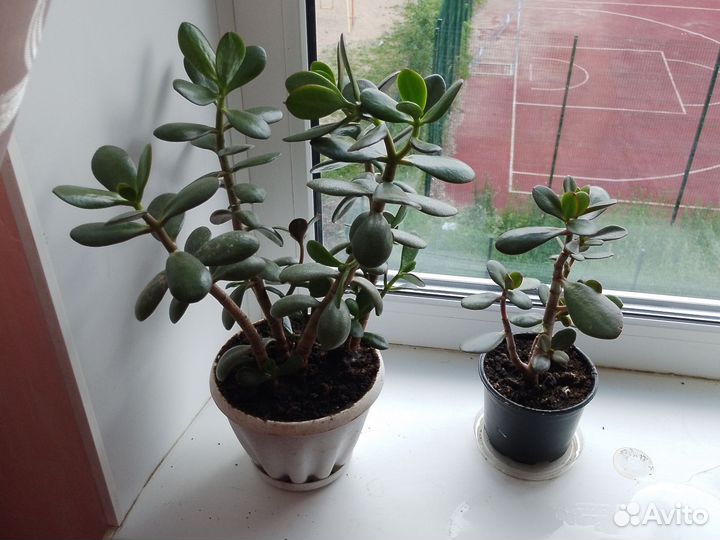 Толстянка- Денежные деревца