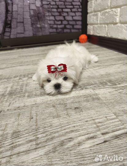 Мальтезе Корея девочка