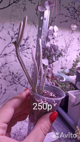 Суккуленты