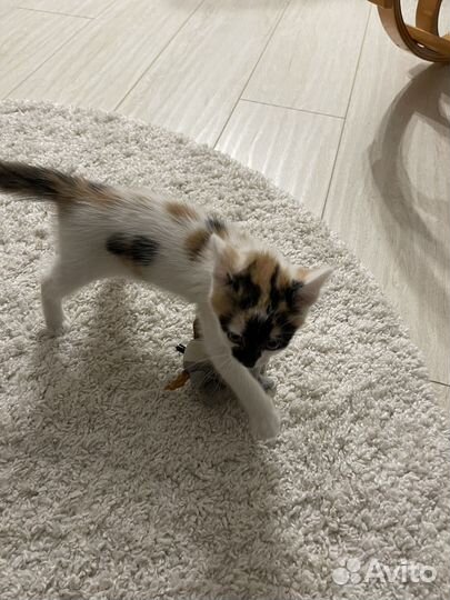 Кошка