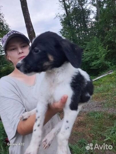 Собака в добрые руки отдам бесплатно