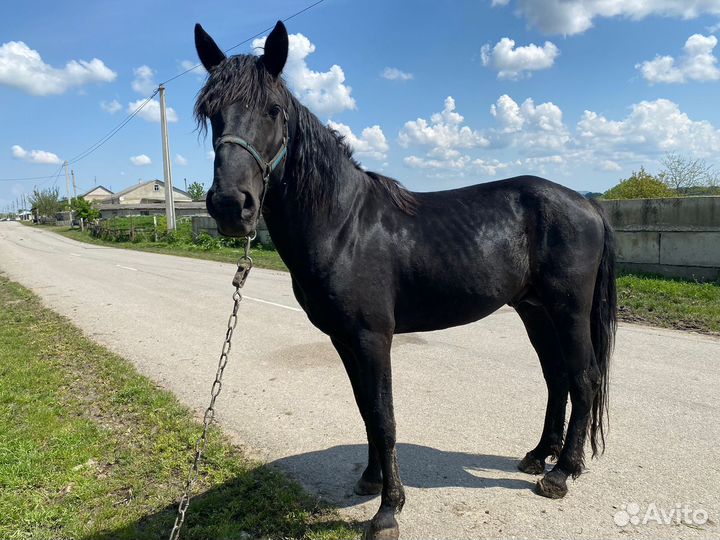Карачаевский жеребец