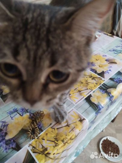 Кошки в добрые руки бесплатно