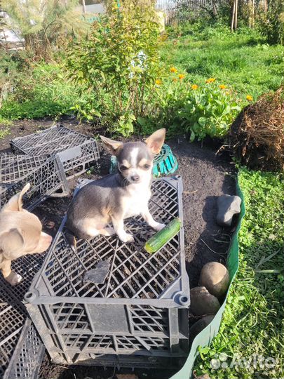 Чихуахуа мини девчонка совсем кроха