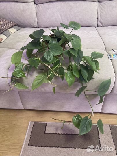 Филодендрон