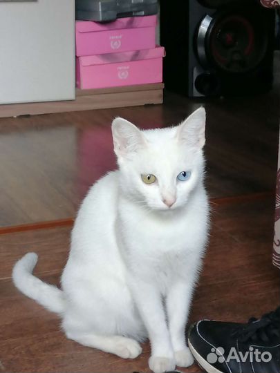 Котята турецкий Ван