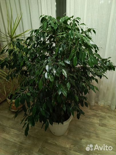 Фикус бенджамина