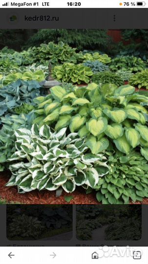 Хоста - разные виды