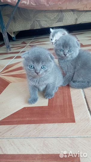 Очень милые красивые котята