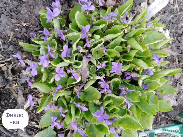 Многолетники Ч. 3.Предварительный заказ