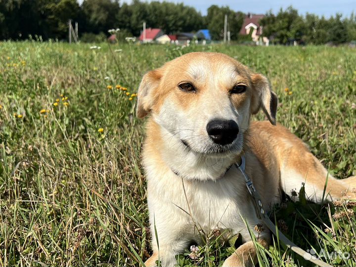 Малышка Алиса в добрые руки