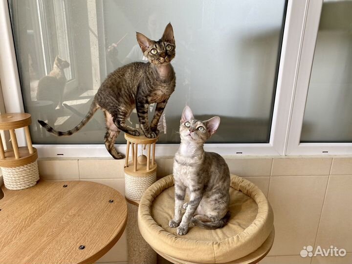 Девон-рекс великолепные котята