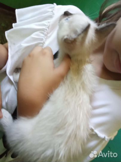 Котёнок