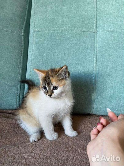 Котята мейн-кун
