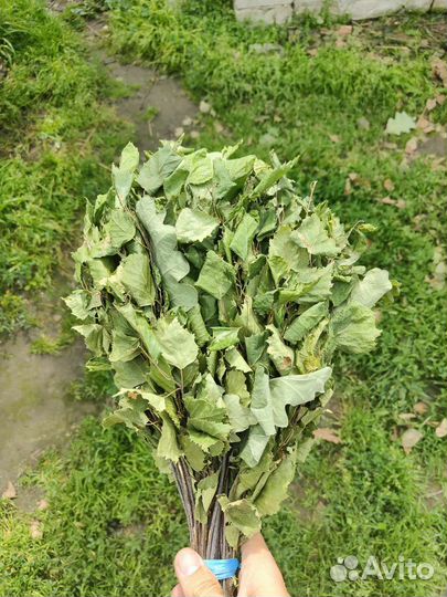 Веники для бани