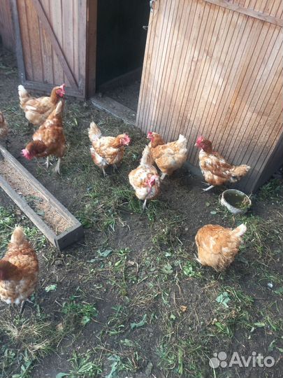 Куры несушки