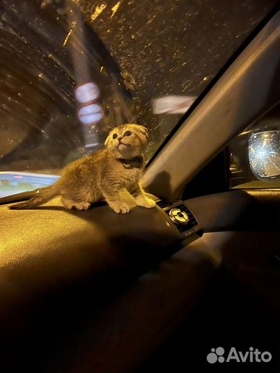 Шотландская вислоухая