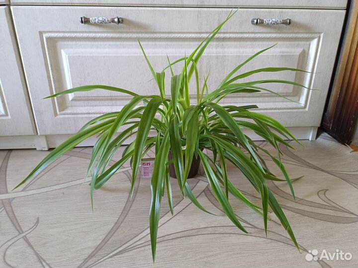 Комнатные цветы