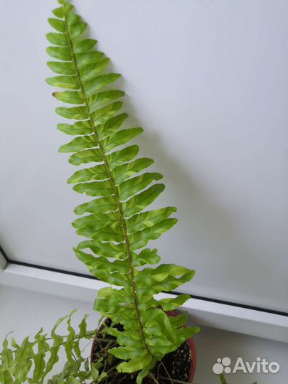 Нефролеписы