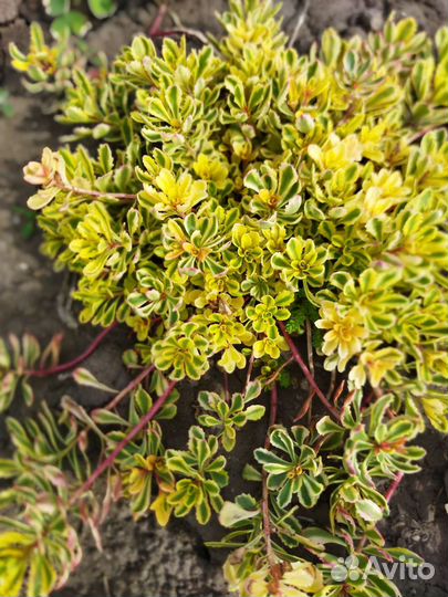 Садовые очитки