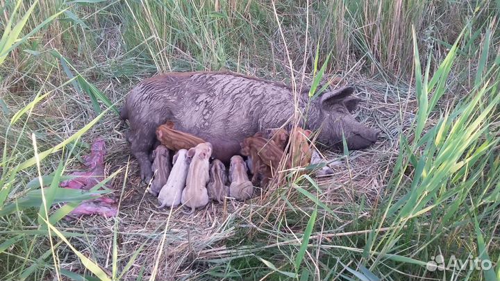 Поросята ландрасы и венгерская мангалица