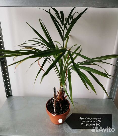 Комнатные растения и цветы