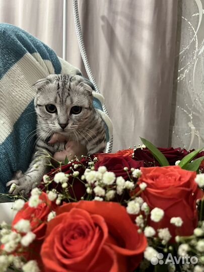 Шотландский вислоухий кот
