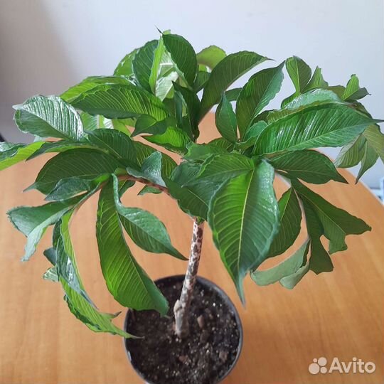 Аморфофаллус коньяк растение