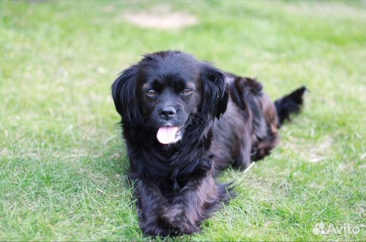 Маленькая Лея в дар