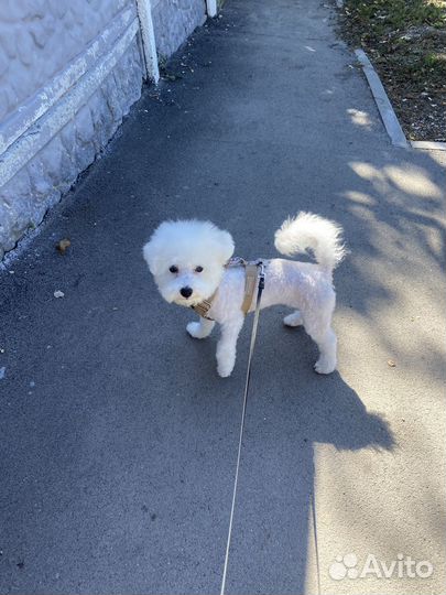 Шлейка для собаки