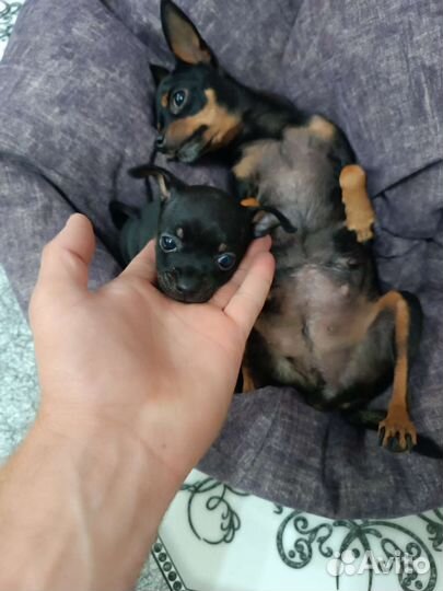 Супер mini той-терьер