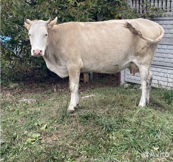 Продается корова
