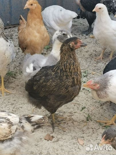 Курочки, петух, цыплята мехеленской кукушки