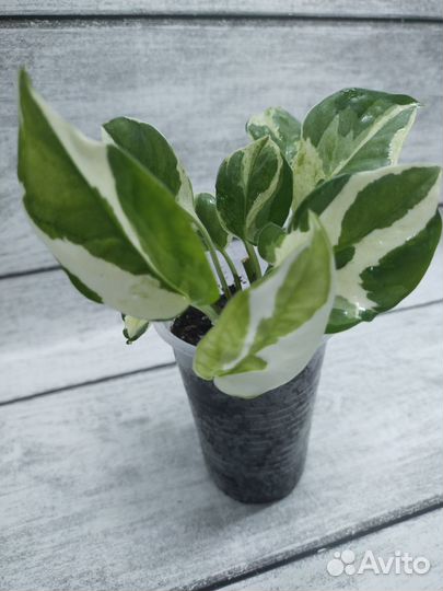 Сциндапсус н джой