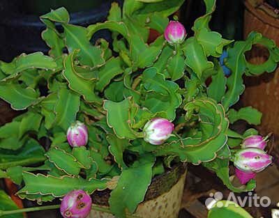 Лесные Кактусы Эпифиллумы