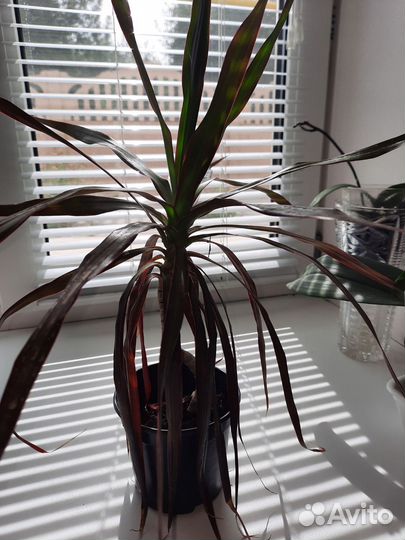 Пальма драцена