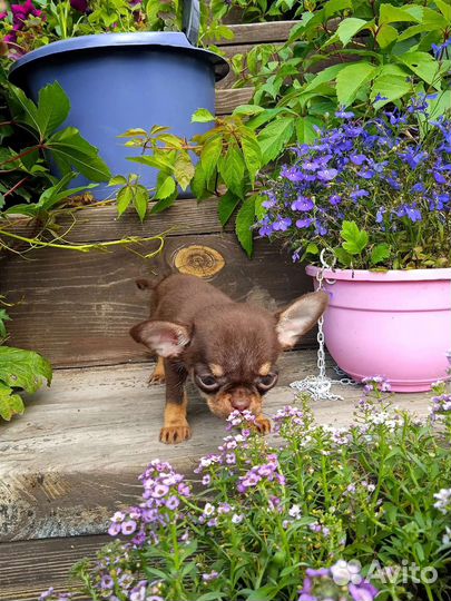 Мини шоколадка